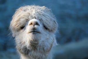 Alpaca поможет открывать ссылки из Slack в нативном приложении