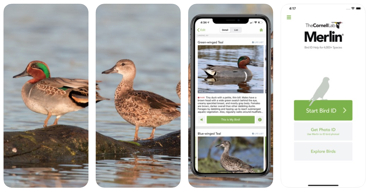 Mobile Apps For Birdwatchers