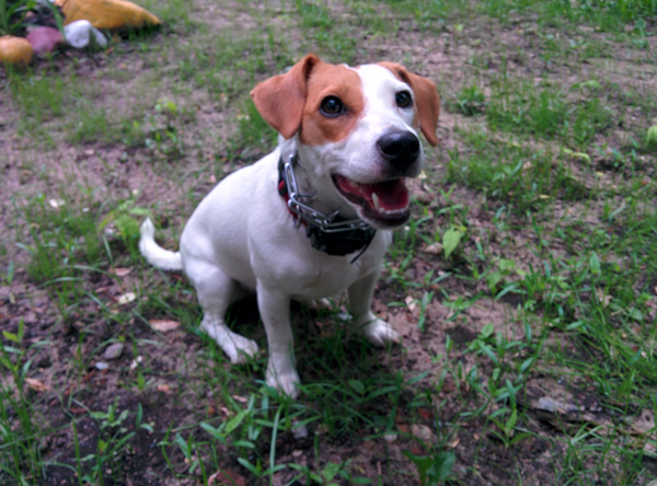 Обзор Dogtra IQ PLUS. Пульт управления вашей собакой