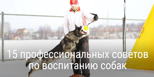 15 профессиональных советов по воспитанию собаки