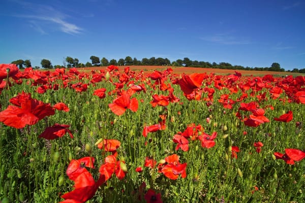 Как выбирать браузер при каждом нажатии на ссылку в macOS