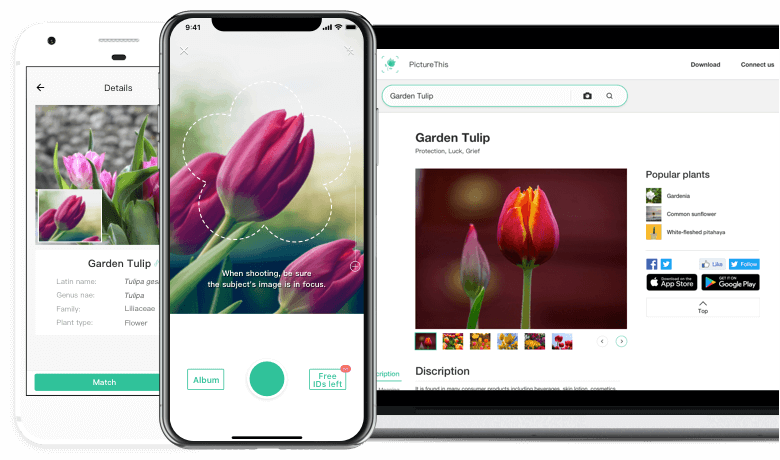 Как распознать растение с помощью смартфона
