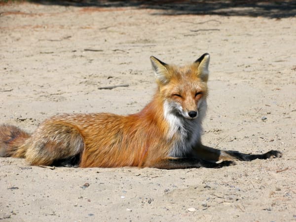 Как создать собственный профиль установки Firefox